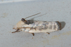 Antaeotricha