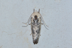 Antaeotricha