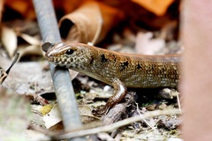 Sphenomorphus praesignis