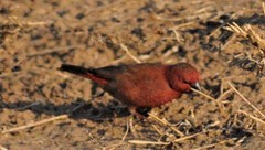 Lagonosticta rubricata