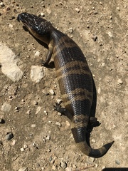 Tiliqua occipitalis