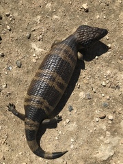 Tiliqua occipitalis