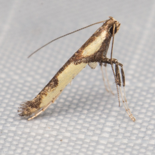 Walnut Caloptilia Moth photo 3