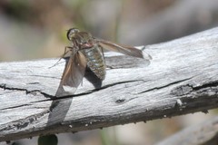 Comptosia heliophila