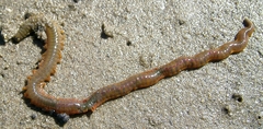 Alitta