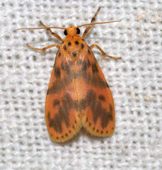 Miltochrista rubricosa