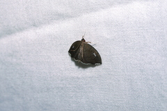 Perispasta caeculalis