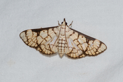 Aphytoceros lucusalis