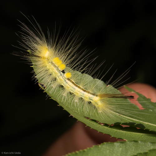 Definite Tussock Moth photo 4