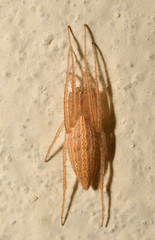 Larinia lineata