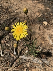 Podolepis rugata rugata