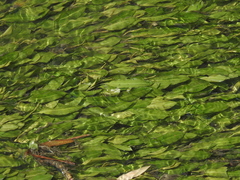 Potamogeton malaianus