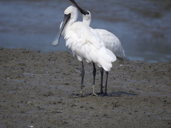 Platalea minor