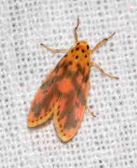 Miltochrista rubricosa