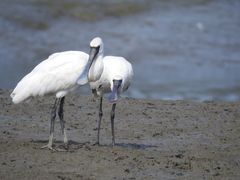 Platalea minor