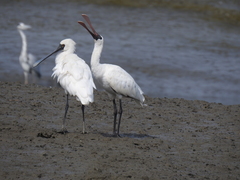 Platalea minor