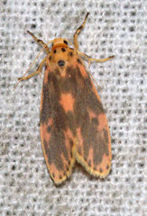 Miltochrista rubricosa