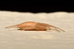 Larinia lineata