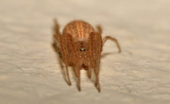 Larinia lineata