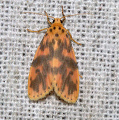 Miltochrista rubricosa