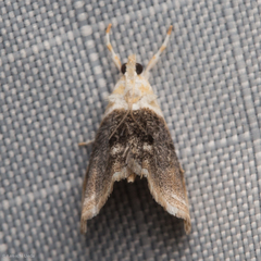 Lipocosmodes fuliginosalis