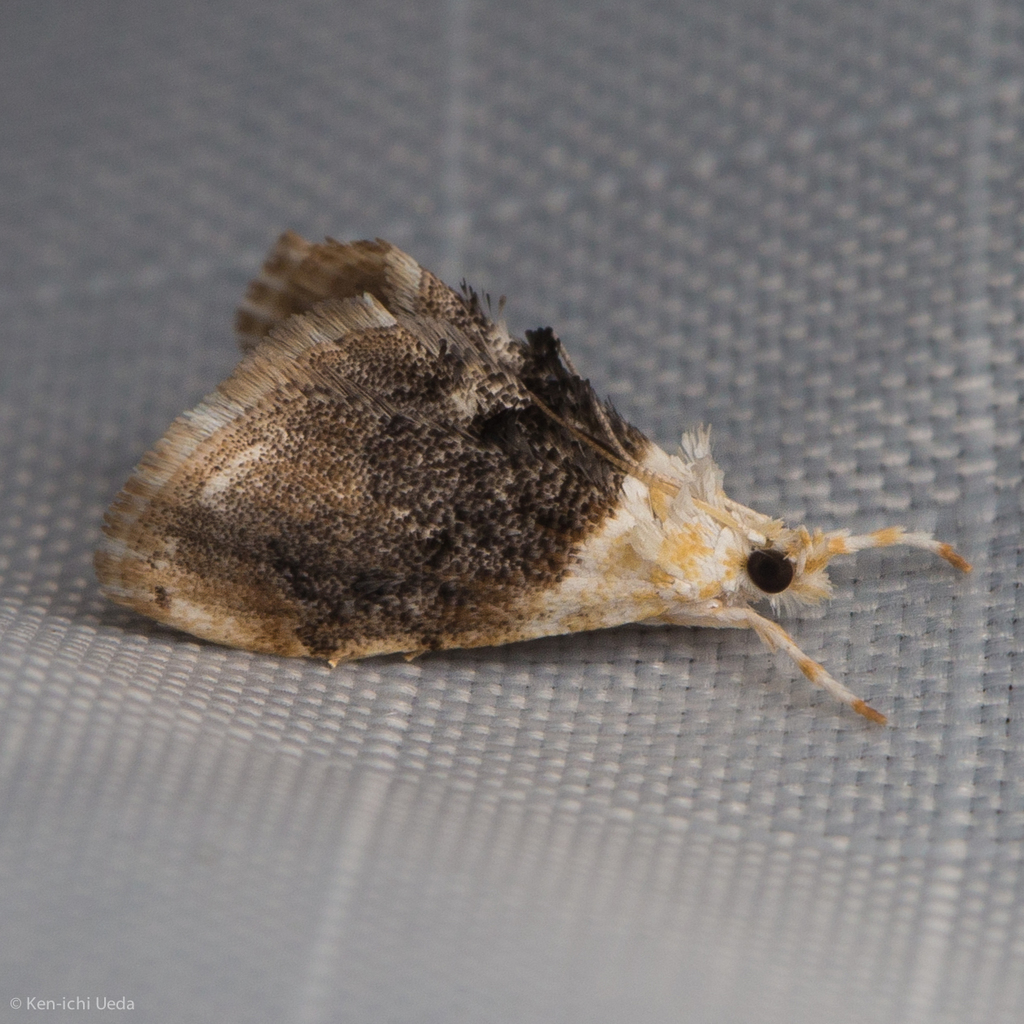 sooty cosmodes