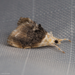 Lipocosmodes fuliginosalis