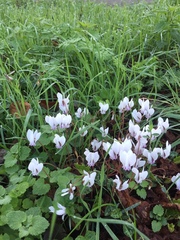 Cyclamen hederifolium