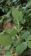 Boehmeria pilosiuscula