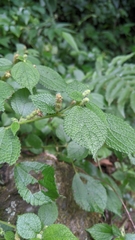 Boehmeria pilosiuscula