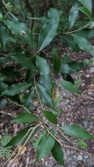 Cinnamomum philippinense