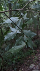 Cinnamomum philippinense