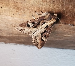 Trigonophora jodea