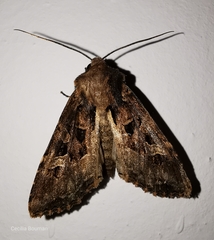 Trigonophora jodea