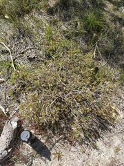 Melaleuca asterocarpa