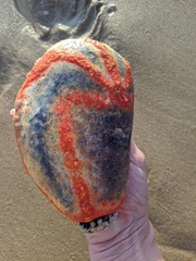 Pseudocolochirus violaceus