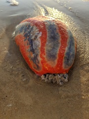 Pseudocolochirus violaceus