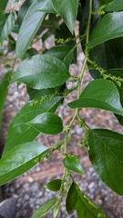 Rhamnus formosana