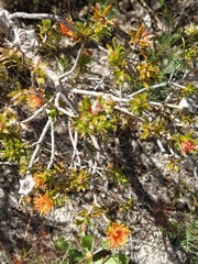 Melaleuca asterocarpa