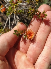 Melaleuca asterocarpa
