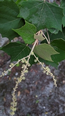 Mallotus paniculatus formosanus