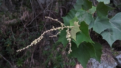 Mallotus paniculatus formosanus