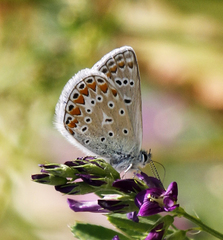 Polyommatus icarus