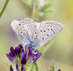 Polyommatus icarus