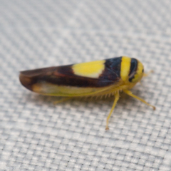 Colladonus clitellarius