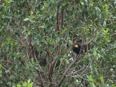 Musophaga rossae