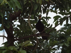 Musophaga rossae