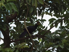 Musophaga rossae