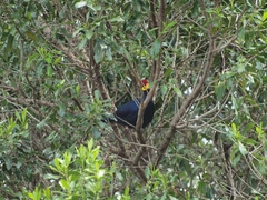 Musophaga rossae