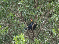 Musophaga rossae